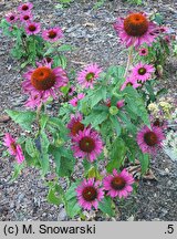 Echinacea RED 893