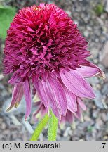 Echinacea purpurea Catharina