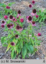 Echinacea purpurea Catharina