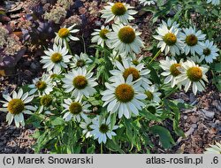 Echinacea purpurea Purity