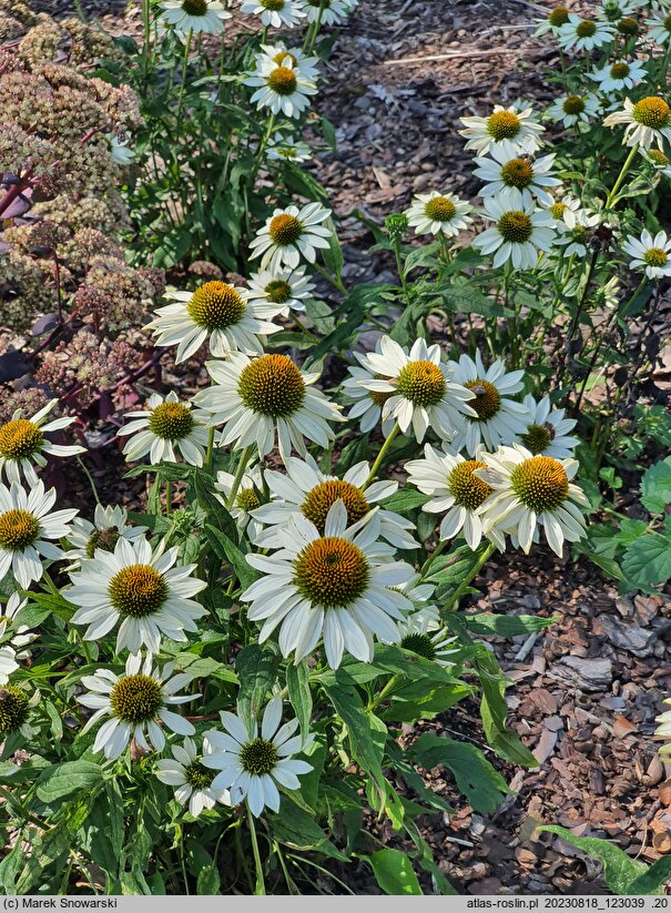 Echinacea purpurea Purity