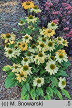Echinacea Aloha