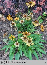 Echinacea Big Kahuna