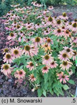 Echinacea Summer Cloud