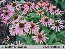 Echinacea Summer Cloud