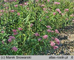 Asclepias incarnata Cinderella