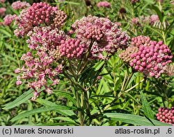 Asclepias incarnata Cinderella