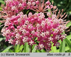 Asclepias incarnata Cinderella