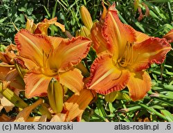 Hemerocallis ×hybrida Lord of Autumn