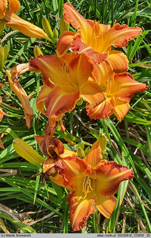 Hemerocallis ×hybrida Lord of Autumn