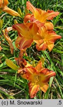 Hemerocallis ×hybrida Lord of Autumn