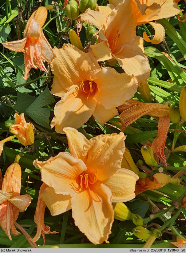 Hemerocallis ×hybrida China Lady