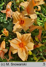 Hemerocallis ×hybrida China Lady