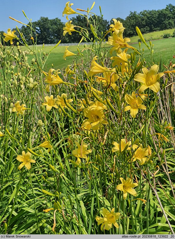Hemerocallis ×hybrida Autumn Prince
