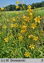 Hemerocallis ×hybrida Autumn Prince