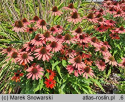 Echinacea Red Pearl
