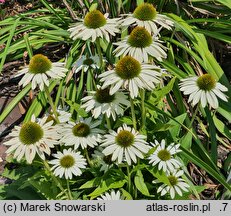 Echinacea White Pearl