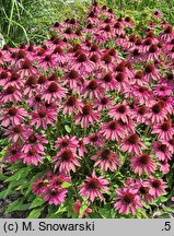 Echinacea Magenta Pearl