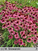 Echinacea Magenta Pearl