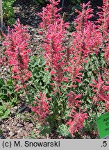 Agastache Cupido