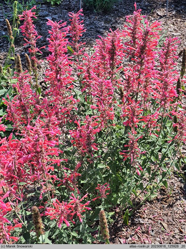 Agastache Cupido