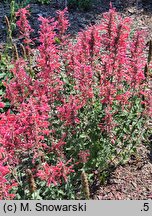 Agastache Cupido