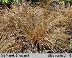 Carex flagellifera Bronzita