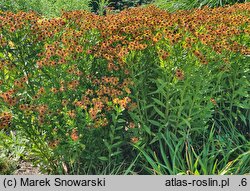 Helenium Loysder Wieck