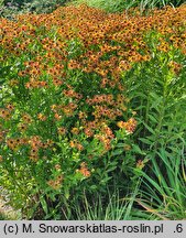 Helenium Loysder Wieck
