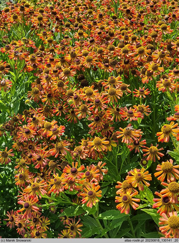 Helenium Loysder Wieck