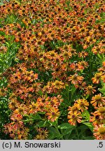 Helenium Loysder Wieck