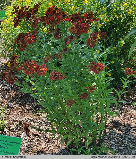 Helenium autumnale Mariachi Siesta