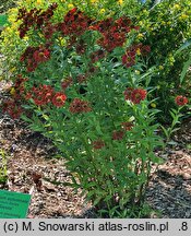 Helenium autumnale Mariachi Siesta
