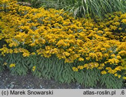 Solidago Golden Dwarf