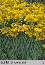 Solidago Golden Dwarf