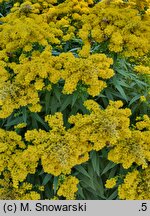 Solidago Golden Dwarf