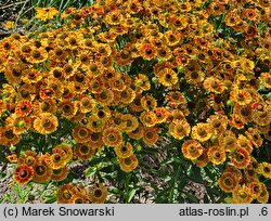 Helenium autumnale Fuego