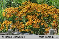 Helenium autumnale Fuego