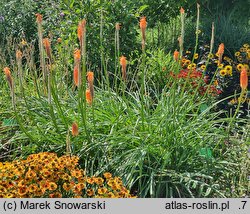 Kniphofia Alcazar