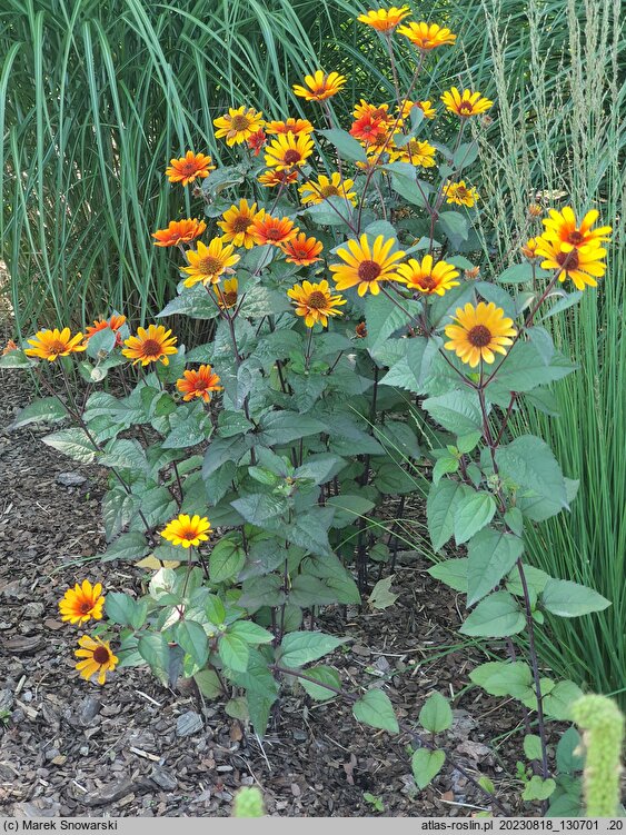 Heliopsis scabra Bleeding Heart