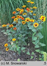 Heliopsis scabra Bleeding Heart