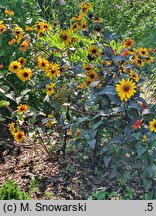 Heliopsis scabra Bleeding Heart