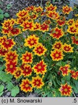 Coreopsis grandiflora Solar Jewel