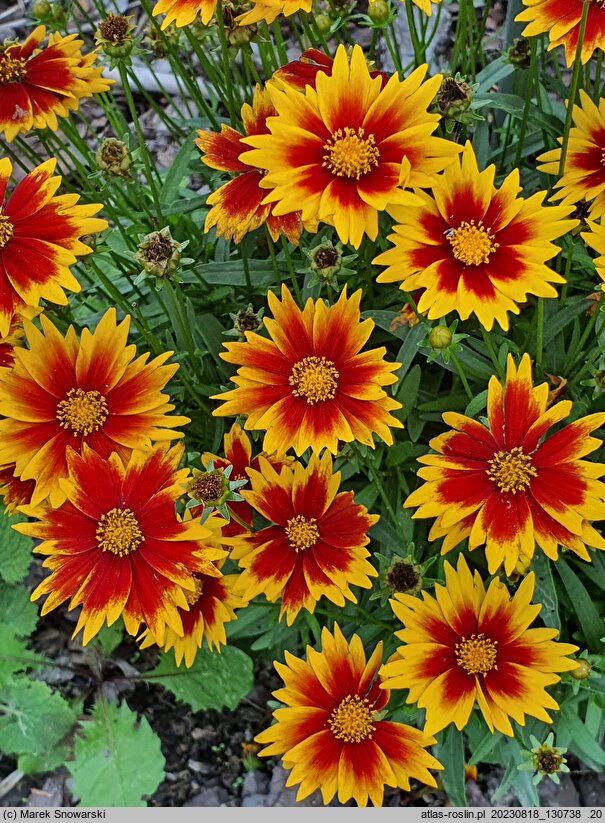 Coreopsis grandiflora Solar Jewel