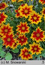 Coreopsis grandiflora Solar Jewel