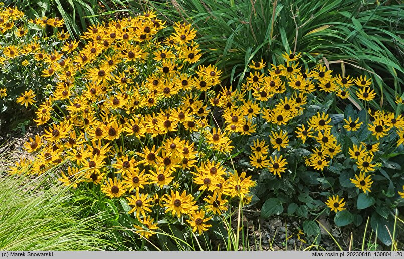 Rudbeckia sullivantii (rudbekia błyskotliwa)
