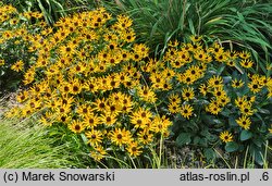 Rudbeckia sullivantii (rudbekia błyskotliwa)