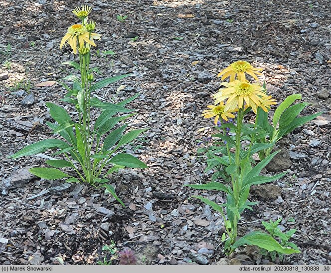 Echinacea Papallo Semi Double Peach