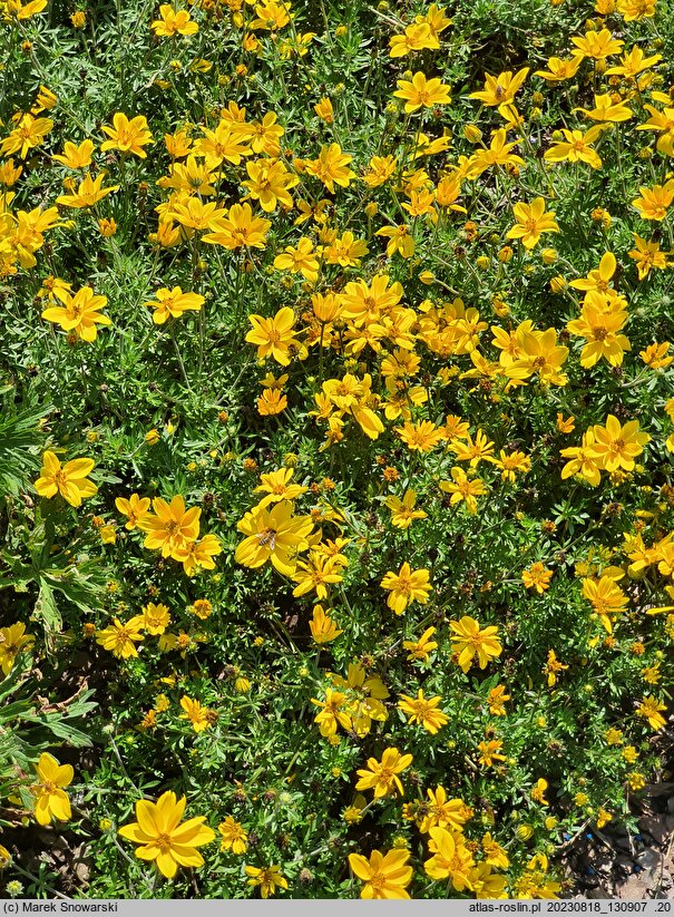 Bidens ferulifolia Sir Francis