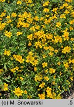 Bidens ferulifolia Sir Francis